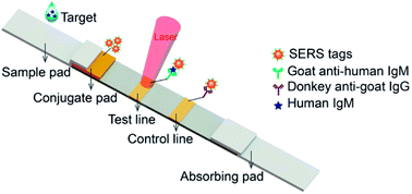 Graphical abstract: Dual dye-loaded Au@Ag coupled to a lateral flow immunoassay for the accurate and sensitive detection of Mycoplasma pneumoniae infection