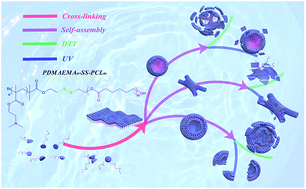 Graphical abstract: Controlled self-assembly into diverse stimuli-responsive microstructures: from microspheres to branched cylindrical micelles and vesicles