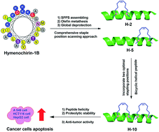 Graphical abstract: Stapling strategy enables improvement of antitumor activity and proteolytic stability of host-defense peptide hymenochirin-1B