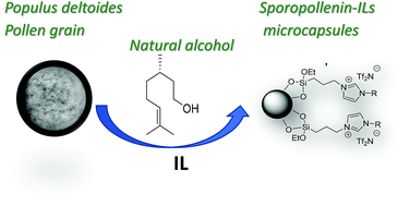 Graphical abstract: Chiral ionic liquids supported on natural sporopollenin microcapsules