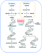 Graphical abstract: A multifunctional oxidosqualene cyclase from Tripterygium regelii that produces both α- and β-amyrin