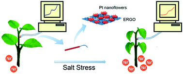 Graphical abstract: In vivo detection of salicylic acid in sunflower seedlings under salt stress