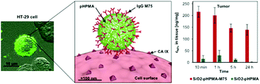 Graphical abstract: Antibody-pHPMA functionalised fluorescent silica nanoparticles for colorectal carcinoma targeting