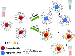 Graphical abstract: Robust colorimetric detection based on the anti-aggregation of gold nanoparticles for bromide in rice samples