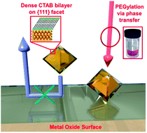 Graphical abstract: Decoration of metal oxide surface with {111} form Au nanoparticles using PEGylation