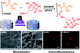 Graphical abstract: Injectable alendronate-functionalized GelMA hydrogels for mineralization and osteogenesis