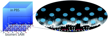 Graphical abstract: Molecular-scale structures of the surface and hydration shell of bioinert mixed-charged self-assembled monolayers investigated by frequency modulation atomic force microscopy