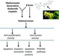 Graphical abstract: β-Escin inhibits the proliferation of osteosarcoma cells via blocking the PI3K/Akt pathway