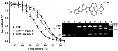 Graphical abstract: A novel square-planar Pt(ii) complex as a monomeric and dimeric G-quadruplex DNA binder