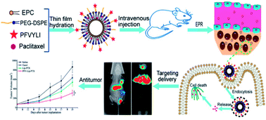 Graphical abstract: The anticancer efficacy of paclitaxel liposomes modified with low-toxicity hydrophobic cell-penetrating peptides in breast cancer: an in vitro and in vivo evaluation