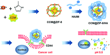 Graphical abstract: Biocompatible surface modification of nano-scale zeolitic imidazolate frameworks for enhanced drug delivery