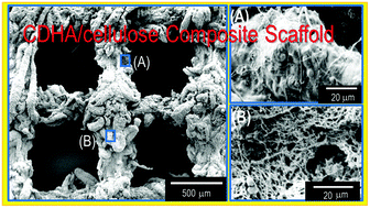 Graphical abstract: Biomimetic cellulose/calcium-deficient-hydroxyapatite composite scaffolds fabricated using an electric field for bone tissue engineering