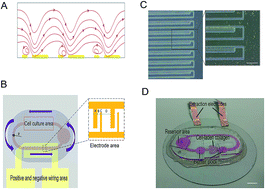 Graphical abstract: An AC electrothermal self-circulating system with a minimalist process to construct a biomimetic liver lobule model for drug testing