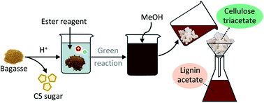 Graphical abstract: Cellulose triacetate synthesis via one-pot organocatalytic transesterification and delignification of pretreated bagasse