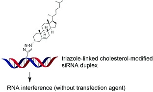 Graphical abstract: Effective carrier-free gene-silencing activity of cholesterol-modified siRNAs