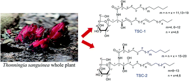 Graphical abstract: Chemical studies on the parasitic plant Thonningia sanguinea Vahl