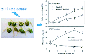Graphical abstract: Effects of the inhibitor of glutamate decarboxylase on the development and GABA accumulation in germinating fava beans under hypoxia-NaCl stress