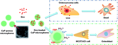 Graphical abstract: Preparation of porous calcium phosphate microspheres with phosphate-containing molecules at room temperature for drug delivery and osteogenic differentiation