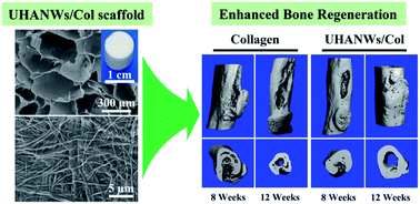 Graphical abstract: Hydroxyapatite nanowire/collagen elastic porous nanocomposite and its enhanced performance in bone defect repair