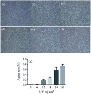 Graphical abstract: Experimental study of the protective effect of mesosilica-supported 5-hydroxymethylfurfural on UV-induced aging of human dermal fibroblasts