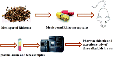 Graphical abstract: Pharmacokinetic and excretion study of three alkaloids in rats using UPLC-MS/MS after oral administration of menispermi rhizoma capsules