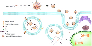 Graphical abstract: The structure and configuration changes of multifunctional peptide vectors enhance gene delivery efficiency