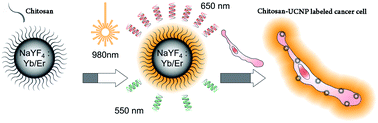 Graphical abstract: One-step synthesis of amino-functionalized up-converting NaYF4:Yb,Er nanoparticles for in vitro cell imaging