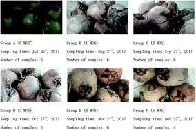 Graphical abstract: Metabolomic profiling of matured coconut water during post-harvest storage revealed discrimination and distinct changes in metabolites