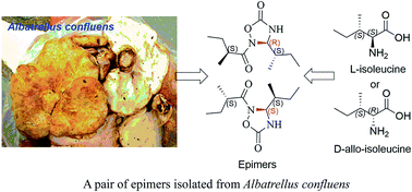 Graphical abstract: Albatredines A and B, a pair of epimers with unusual natural heterocyclic skeletons from edible mushroom Albatrellus confluens