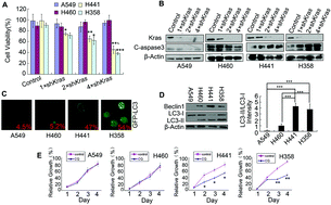 Graphical abstract: TAK1 inhibition by natural cyclopeptide RA-V promotes apoptosis and inhibits protective autophagy in Kras-dependent non-small-cell lung carcinoma cells