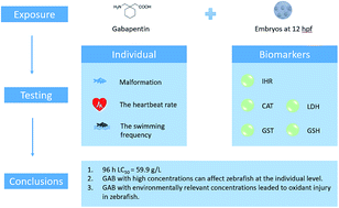 Graphical abstract: The assessment of the eco-toxicological effect of gabapentin on early development of zebrafish and its antioxidant system