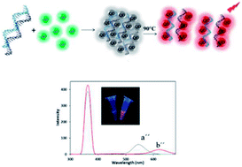 Graphical abstract: An approach toward miRNA detection via different thermo-responsive aggregation/disaggregation of CdTe quantum dots