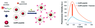 Graphical abstract: Detection of chymase activity using a specific peptide probe conjugated onto gold nanoparticles