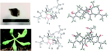 Graphical abstract: Xyloplains A–F, six new guaiane-type sesquiterpenoid dimers from Xylopia vielana