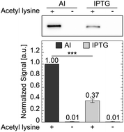 Graphical abstract: Chemically-defined lactose-based autoinduction medium for site-specific incorporation of non-canonical amino acids into proteins