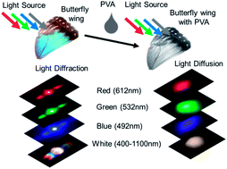 Graphical abstract: Morpho butterfly-inspired optical diffraction, diffusion, and bio-chemical sensing