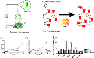 Graphical abstract: Incorporation of simvastatin in PLLA membranes for guided bone regeneration: effect of thermal treatment on simvastatin release