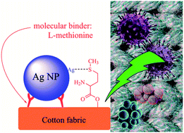 Graphical abstract: Excellent binding effect of l-methionine for immobilizing silver nanoparticles onto cotton fabrics to improve the antibacterial durability against washing