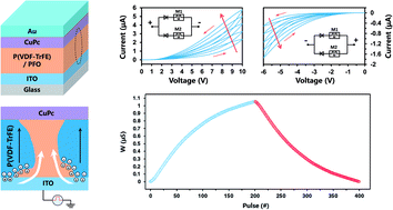 Graphical abstract: A wide-range operating synaptic device based on organic ferroelectricity with low energy consumption