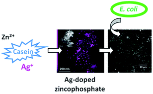 Graphical abstract: Bio-sourced phosphoprotein-based synthesis of silver-doped macroporous zinc phosphates and their antibacterial properties