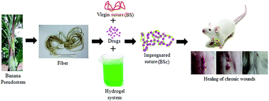 Graphical abstract: Development of banana (Musa balbisiana) pseudo stem fiber as a surgical bio-tool to avert post-operative wound infections
