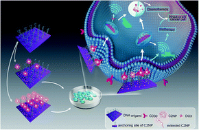 Graphical abstract: Site-specific anchoring aptamer C2NP on DNA origami nanostructures for cancer treatment