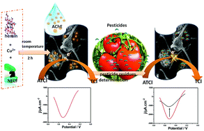 Graphical abstract: A novel biosensor based on ball-flower-like Cu-hemin MOF grown on elastic carbon foam for trichlorfon detection