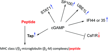 Graphical abstract: Proteomic analysis of RAW macrophages treated with cGAMP or c-di-GMP reveals differentially activated cellular pathways