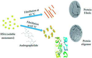 Graphical abstract: Andrographolide inhibits human serum albumin fibril formations through site-specific molecular interactions