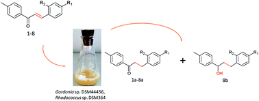 Graphical abstract: Microbial transformations of 4′-methylchalcones as an efficient method of obtaining novel alcohol and dihydrochalcone derivatives with antimicrobial activity