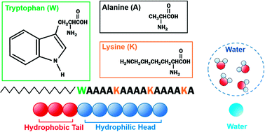 Graphical abstract: Self-assembly of peptide amphiphiles by vapor pressure osmometry and dissipative particle dynamics