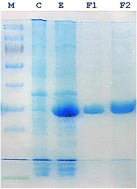 Graphical abstract: Recombinant l-glutaminase obtained from Geobacillus thermodenitrificans DSM-465: characterization and in silico elucidation of conserved structural domains