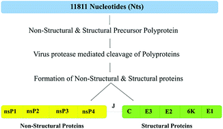 Graphical abstract: Understanding the interactability of chikungunya virus proteins via molecular recognition feature analysis