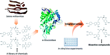 Graphical abstract: Exploring the interaction between Salvia miltiorrhiza and α-glucosidase: insights from computational analysis and experimental studies